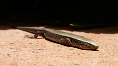 Chalcides sexlineatus