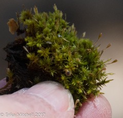 Ulota coarctata