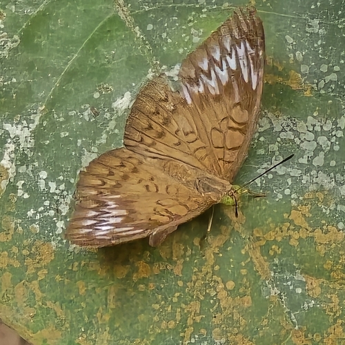 Tanaecia pelea