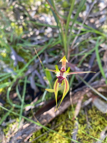 Plains Spider Orchid
