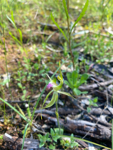 Plains Spider Orchid