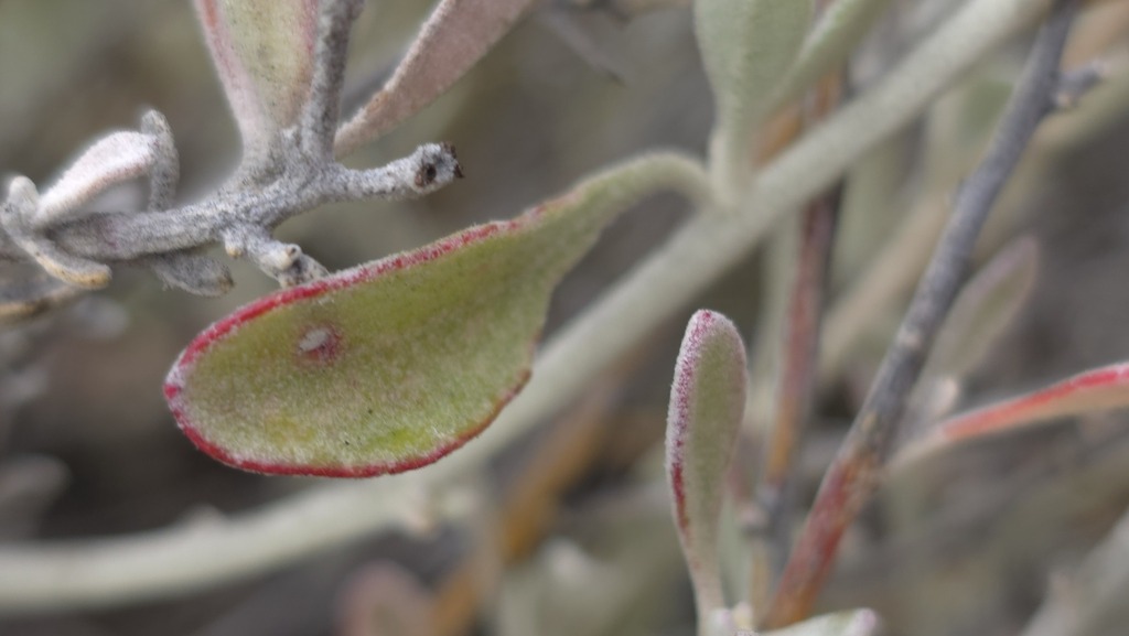 Ptilotus sessilifolius; photograph (c) Petra Holland, some rights reserved (CC BY)