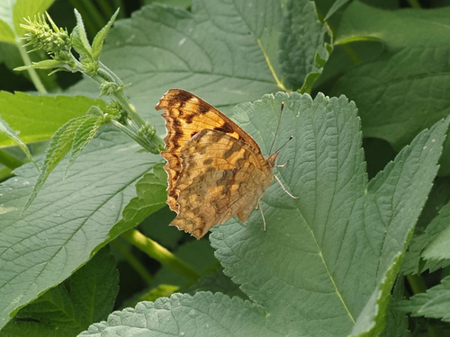 Asian Comma