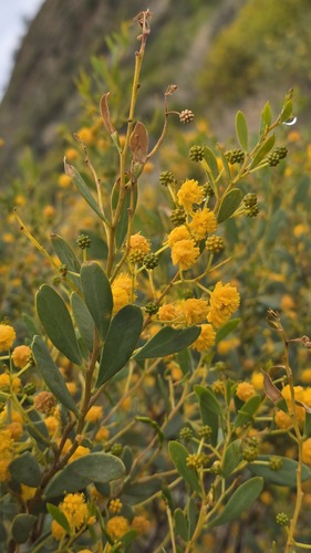 Acacia bivenosa, photograph 6