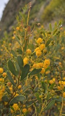 Acacia bivenosa, photograph (c) Petra Holland, some rights reserved (CC BY)