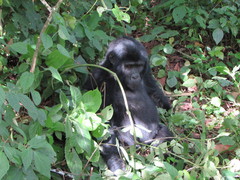 Gorilla beringei beringei
