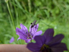 Empis pennipes