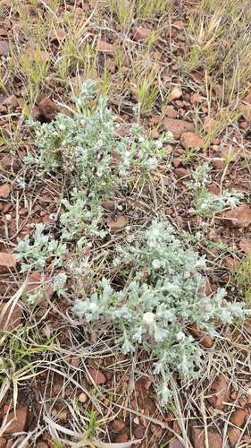 Dissocarpus paradoxus, photograph 4