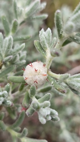 Dissocarpus paradoxus