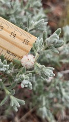 Dissocarpus paradoxus, photograph (c) Petra Holland, some rights reserved (CC BY)