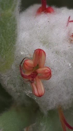 Dissocarpus paradoxus, photograph 2