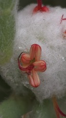 Dissocarpus paradoxus, photograph (c) Petra Holland, some rights reserved (CC BY)