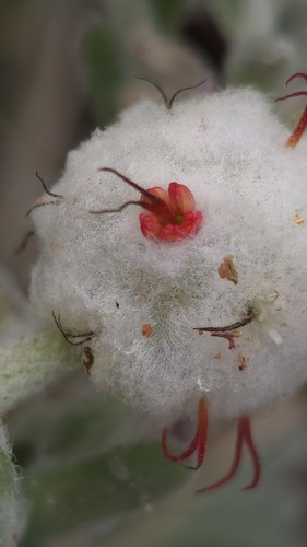 Dissocarpus paradoxus, photograph 6