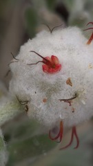 Dissocarpus paradoxus, photograph (c) Petra Holland, some rights reserved (CC BY)