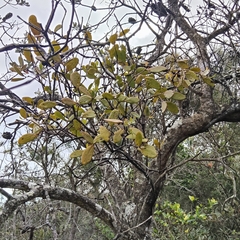 Muellerina celastroides, photograph (c) John Barkla, some rights reserved (CC BY)