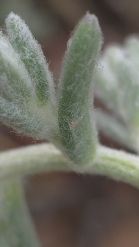 Dissocarpus paradoxus, photograph 5