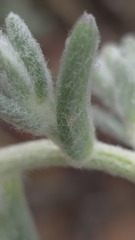 Dissocarpus paradoxus, photograph (c) Petra Holland, some rights reserved (CC BY)