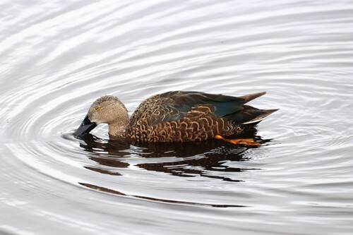iNaturalist image