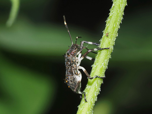 Brown Marmorated Stink Bug