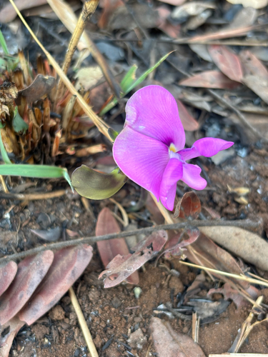 Vigna antunesii