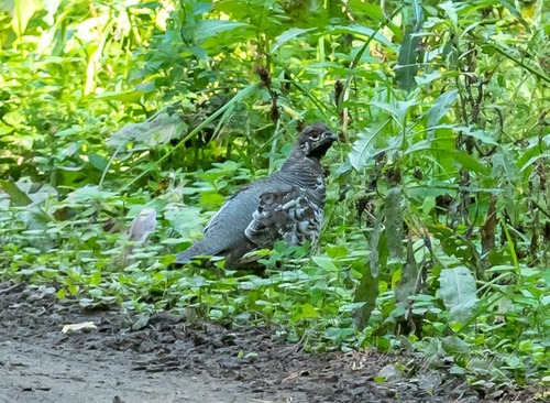 Hazel Grouse