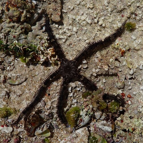 Breviturma dentata observed 2026-08-12