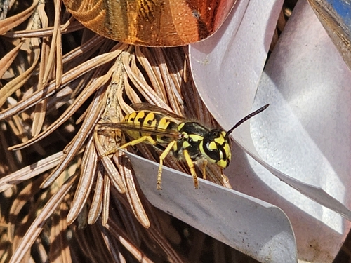 German Yellowjacket
