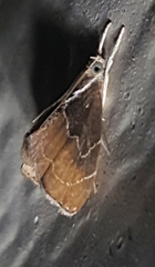 Glaphyria peremptalis