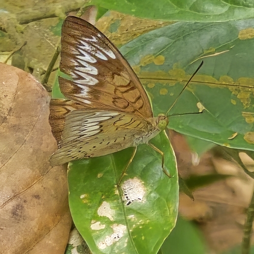 Tanaecia pelea