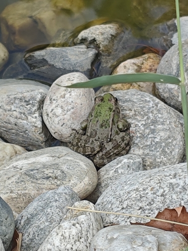 Marsh Frog