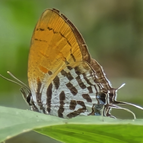 Drupadia ravindra
