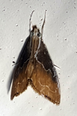 Glaphyria peremptalis