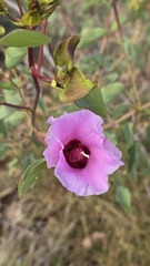 (c) Petra Holland, some rights reserved (CC BY) Gossypium sturtianum, photograph (c) Petra Holland, some rights reserved (CC BY)