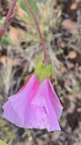 Gossypium sturtianum, photograph 6