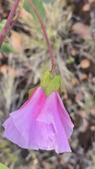 Gossypium sturtianum, photograph (c) Petra Holland, some rights reserved (CC BY)