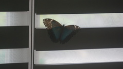Morpho helenor insularis
