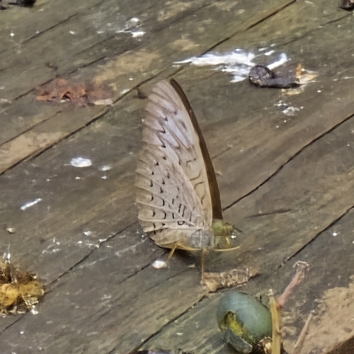 Tanaecia pelea