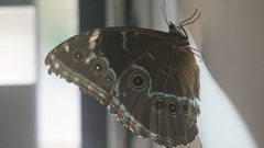 Morpho helenor insularis