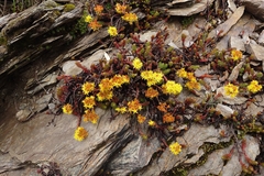 Sedum morrisonense