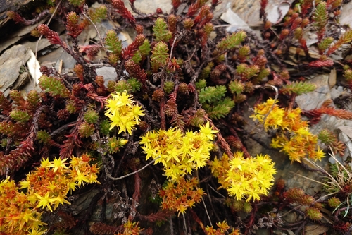 Sedum morrisonense, photograph 1