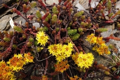 Sedum morrisonense, photograph (c) 如此甚好, some rights reserved (CC BY)