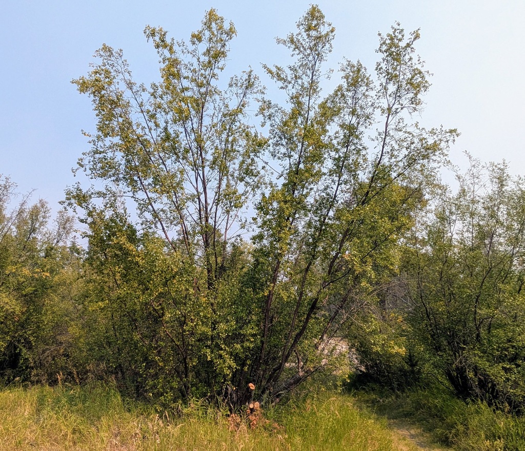Betula occidentalis; photograph (c) machaut2, some rights reserved (CC BY)