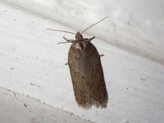 Acleris busckana