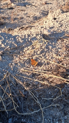 Wall Brown