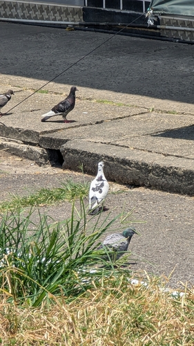 Feral Pigeon