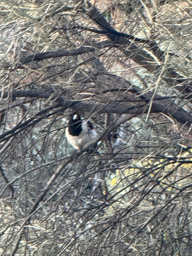 Pied Butcherbird