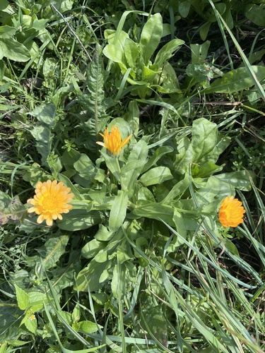 pot marigold