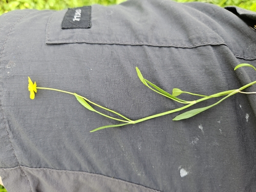 Lesser Spearwort