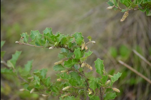 Enfield Grevillea