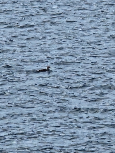 Common Eider